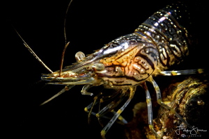 common prawn(Palaemon serratus), Zeeland, The Netherlands. by Filip Staes 